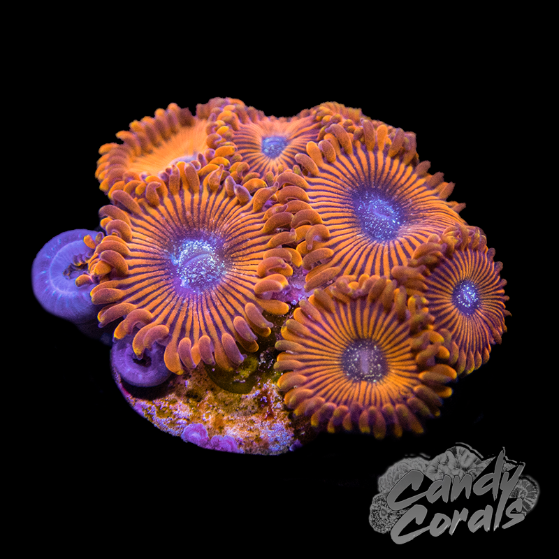 Gold Magician Palythoa Frag Z66