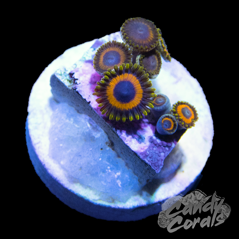 Jungle Juice Zoanthid Frag