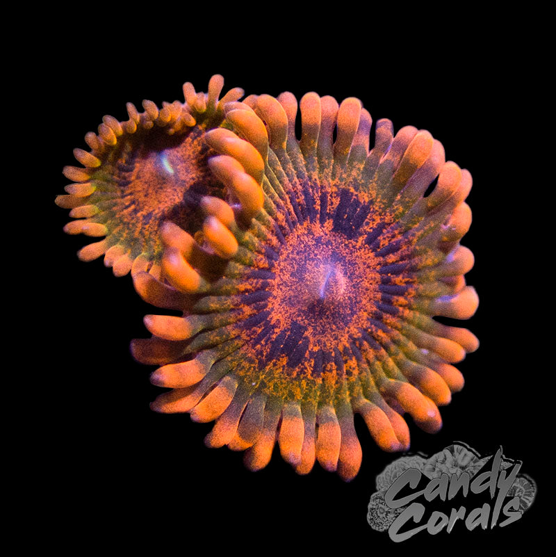 Speckled Krak Palythoa Per Polyp - BOGO! Z22