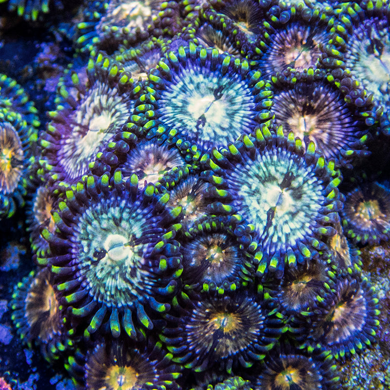 Nirvana Palythoa Frag