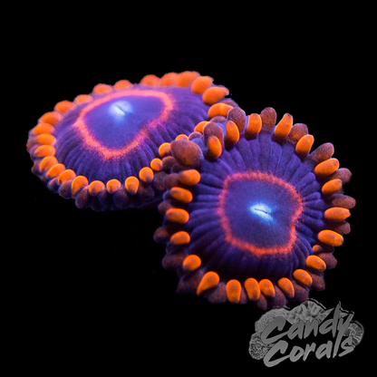 Red Hornet Zoanthid Per Polyp
