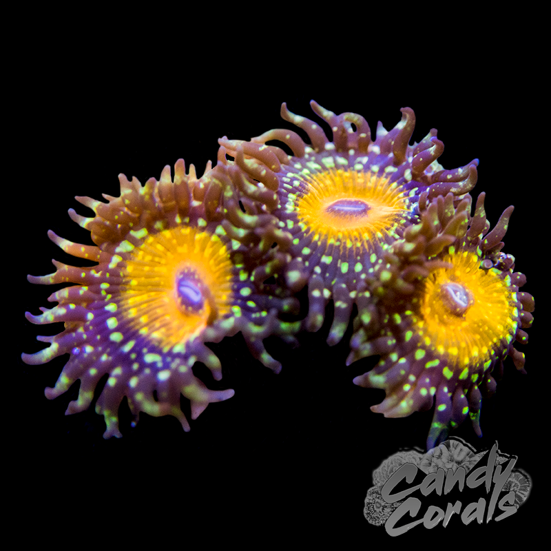 The Godbeast Palythoa Per Polyp