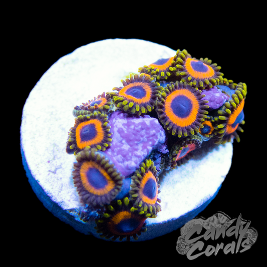 Jungle Juice Zoanthid Frag