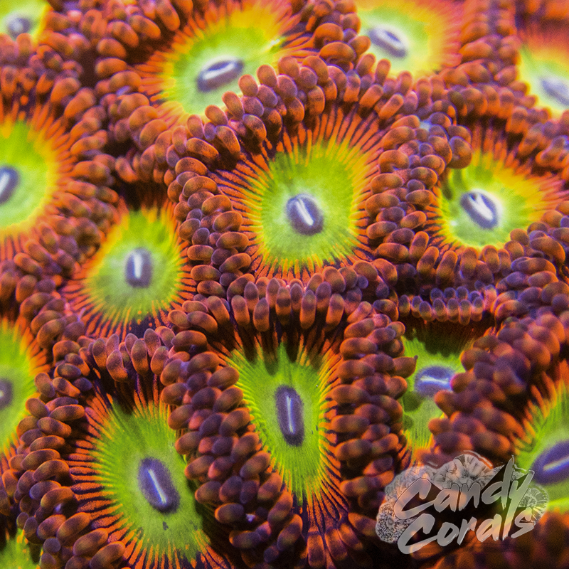 Bowser Palythoa Per Polyp