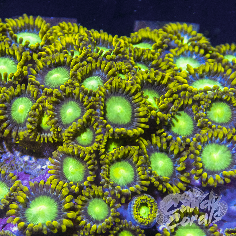 Radioactive Dragon Eye Zoanthid Frag Z63
