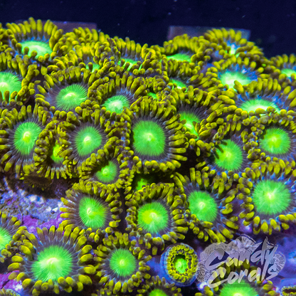 Radioactive Dragon Eye Zoanthid Frag Z63