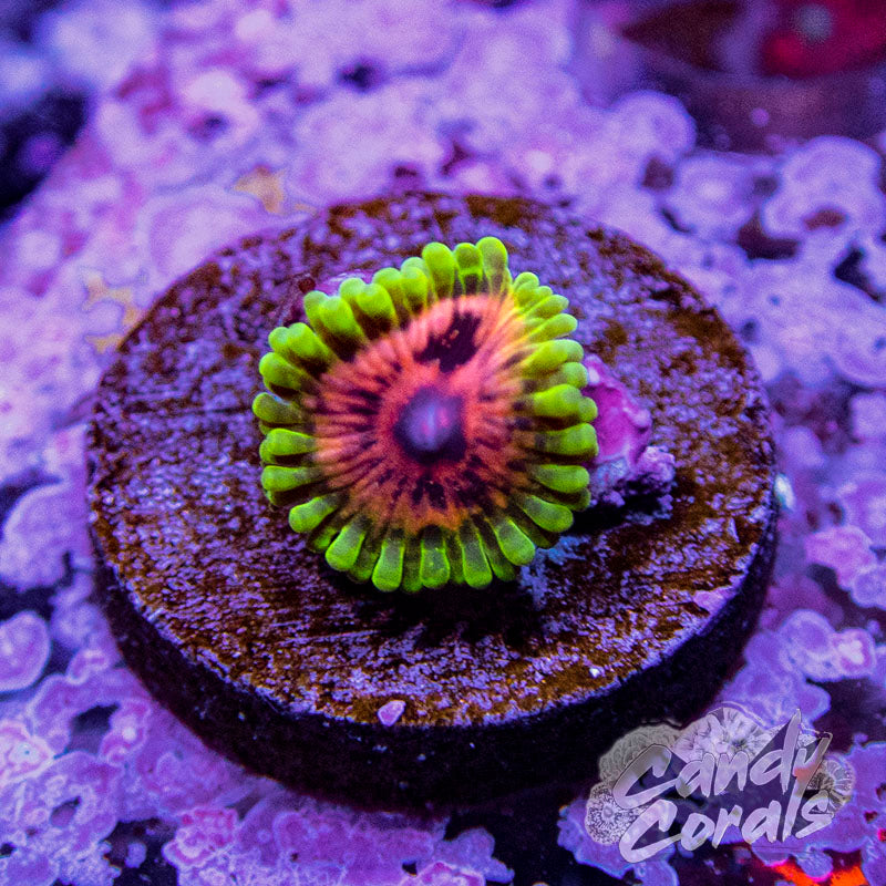 Hallucination Palythoa Per Polyp