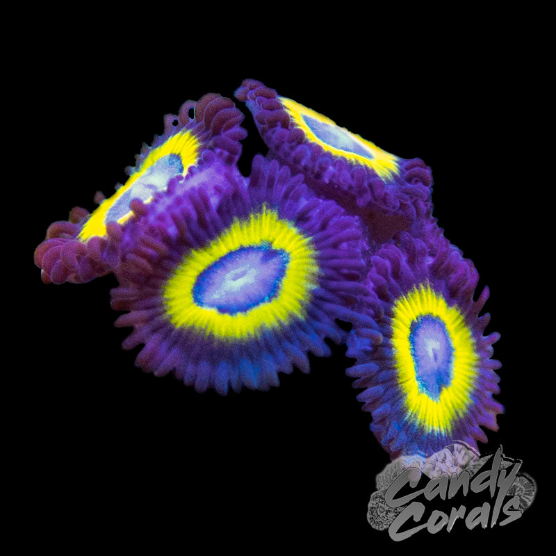 Belladonna Zoanthid Frag Z74