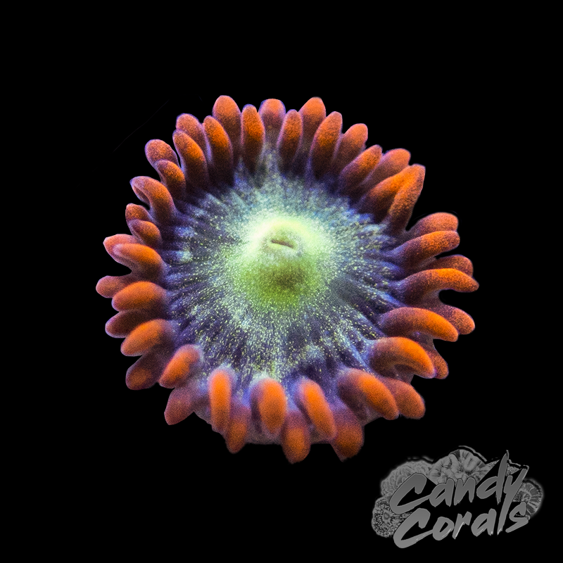 Ring of Fire Zoanthid Per Polyp