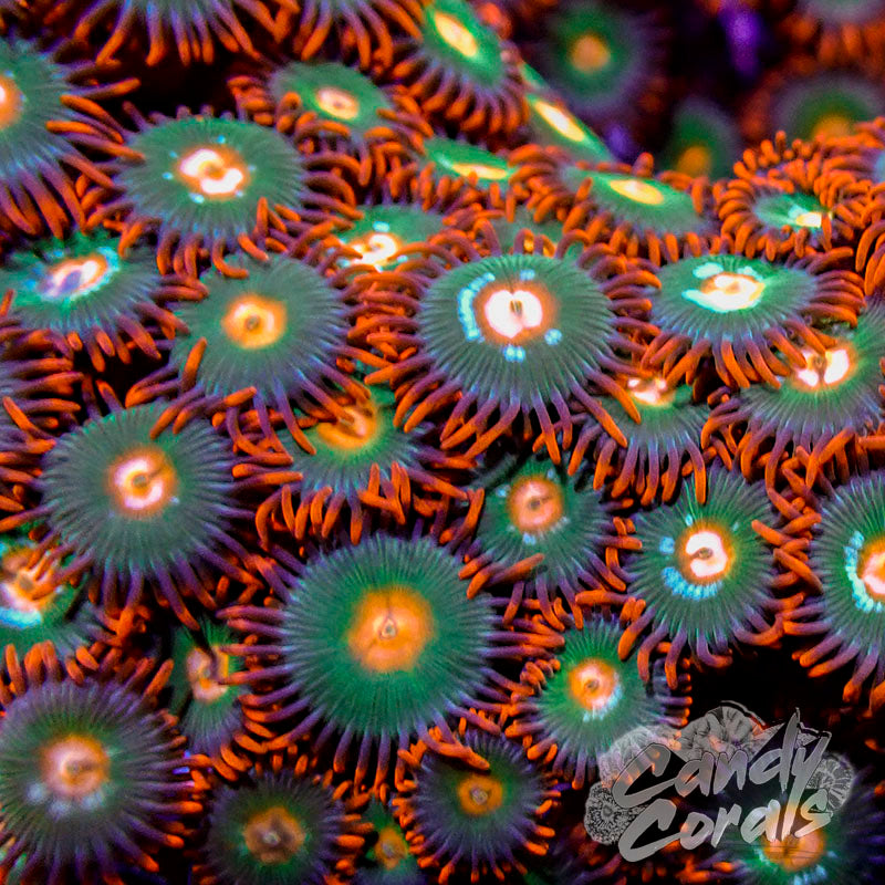 Gatorade Zoanthid Frag Z43