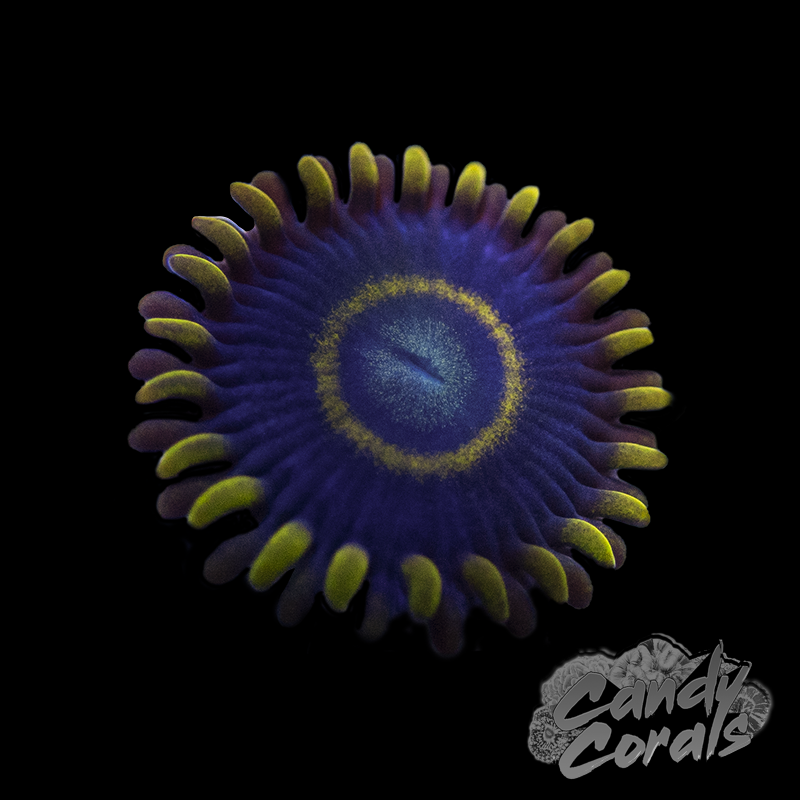 Blue Hornet Zoanthid Frag