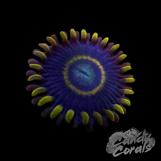 Blue Hornet Zoanthid Per Polyp