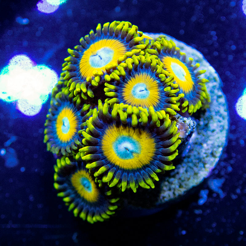 Scrambled Eggs Zoanthid Frag