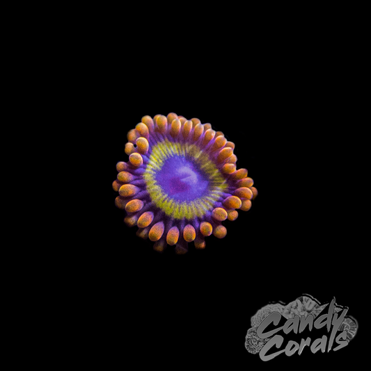 Fruit Loops Zoanthid Per Polyp