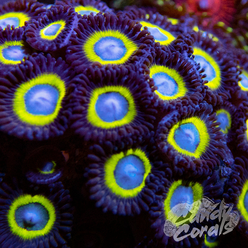 Belladonna Zoanthid Frag Z52