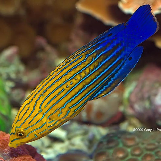 Female Candycane Femininus Wrasse