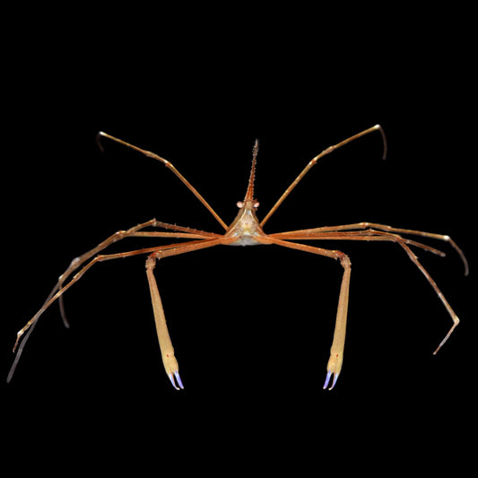 Arrow Crab