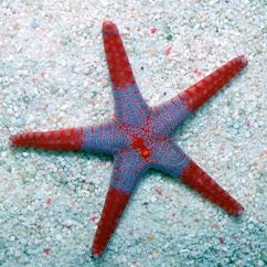 Peppermint Sea Star Fromia