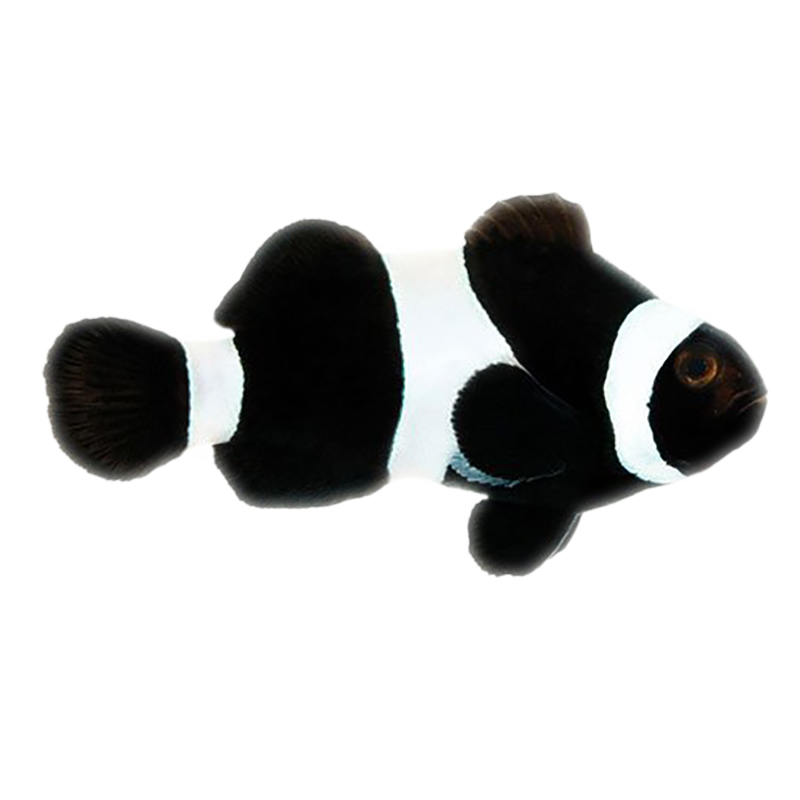 Captive Bred Black Oscellaris Clownfish