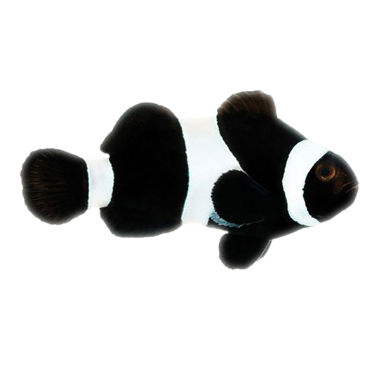 Captive Bred Black Oscellaris Clownfish