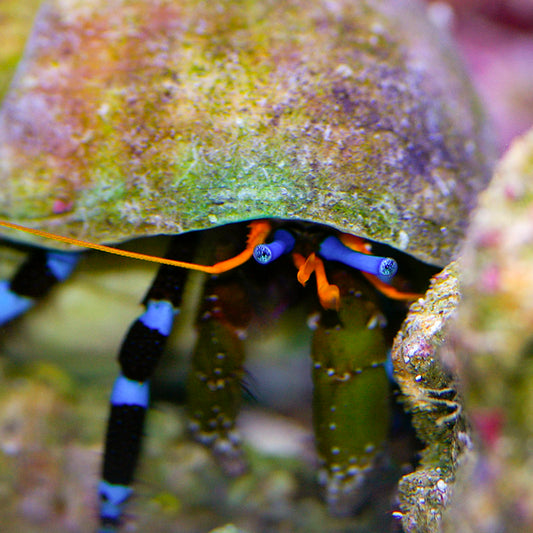 Electric Blue Leg Hermit Crab