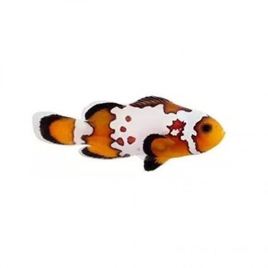 Bullet Hole Oscellaris Clownfish