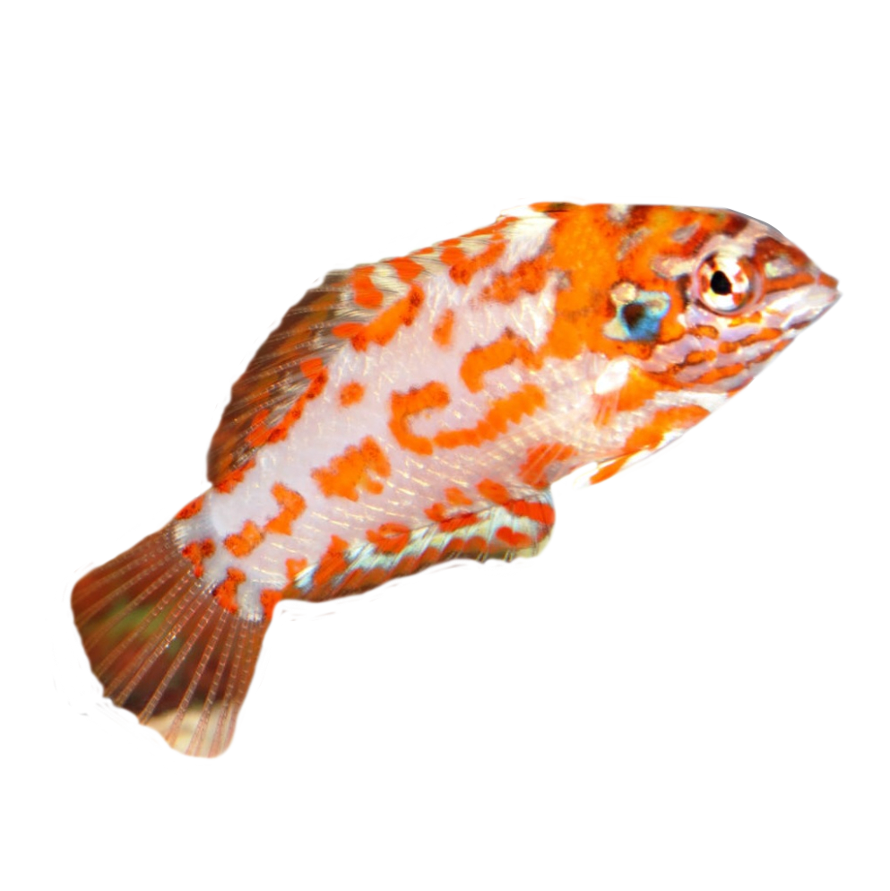 Choat's Red Leopard Wrasse