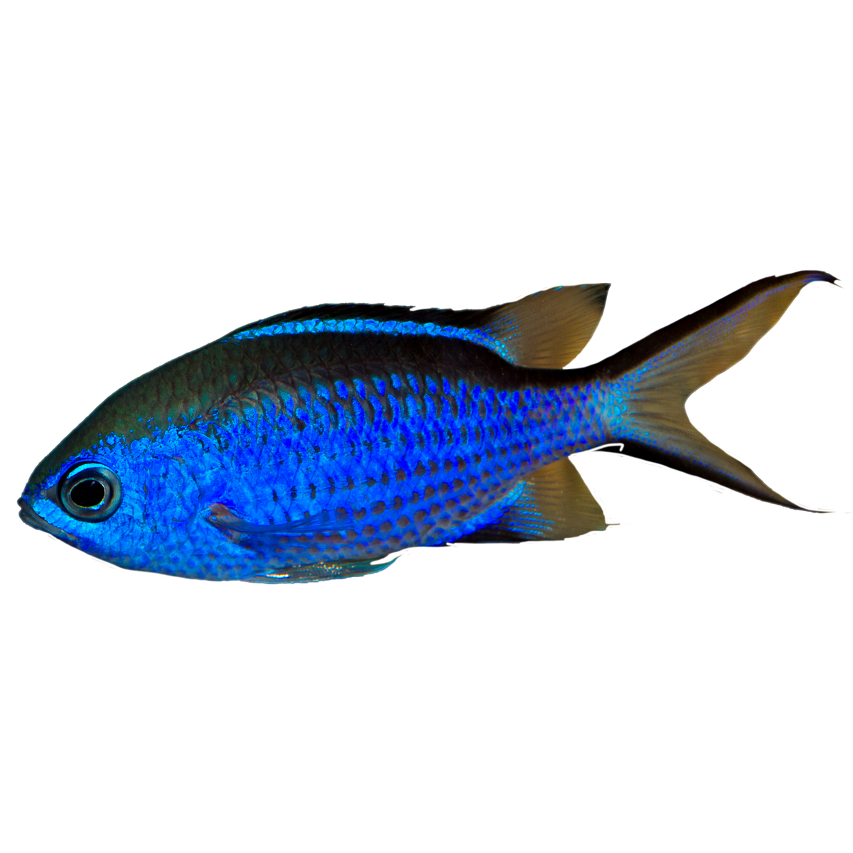 Blue Chromis