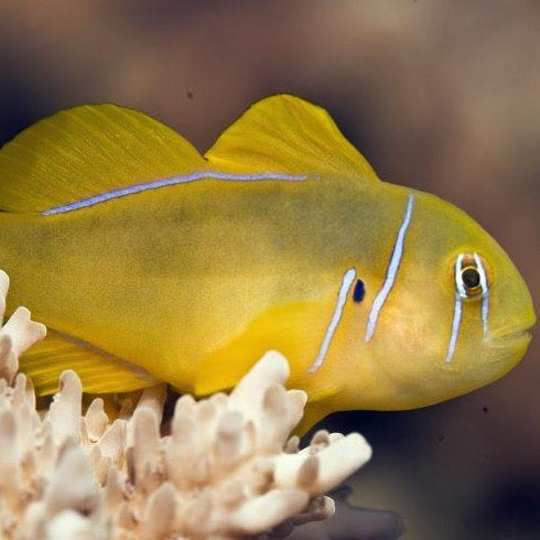 Citron Clown Goby