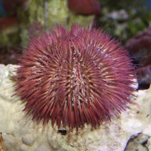 Pink Pincushion Urchin