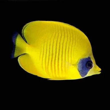Golden Semilarvatus Butterflyfish