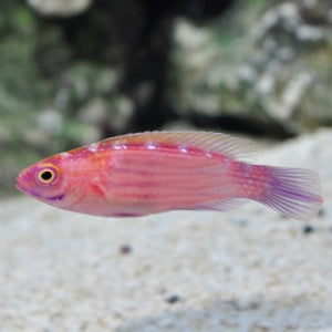 Earle's Fairy Wrasse
