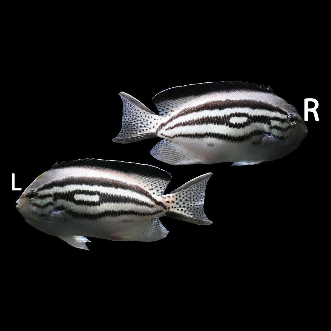 Best online discount saltwater fish store