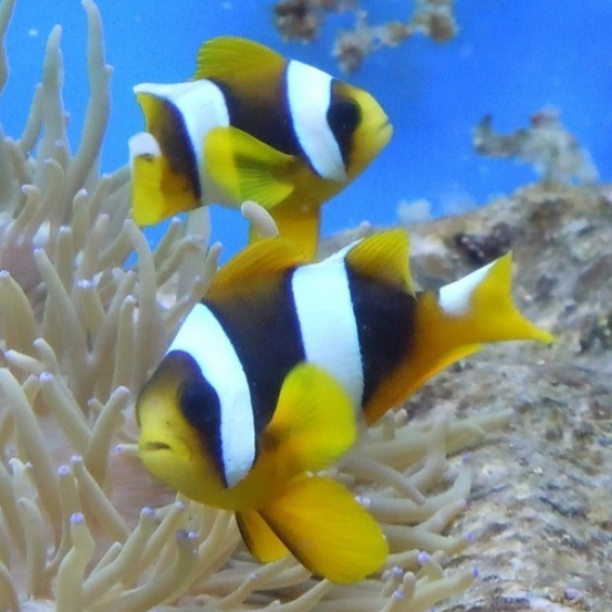 Pair of Wild Caught Madagascar Clownfish