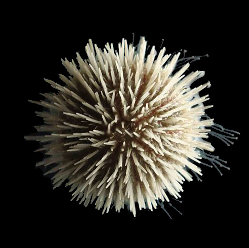 Pincushion Urchin