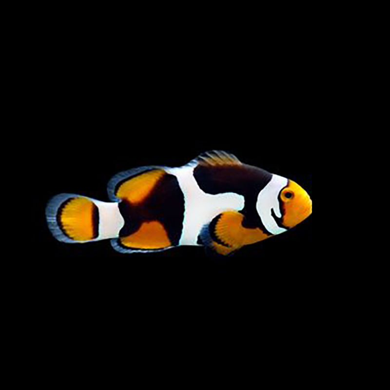 Captive Bred Onyx Percula Clownfish