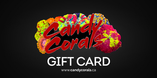 Candy Corals $120 Holiday Gift Card