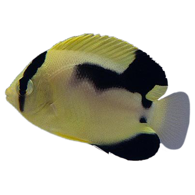 Captive Bred Hybrid Griffis Angelfish