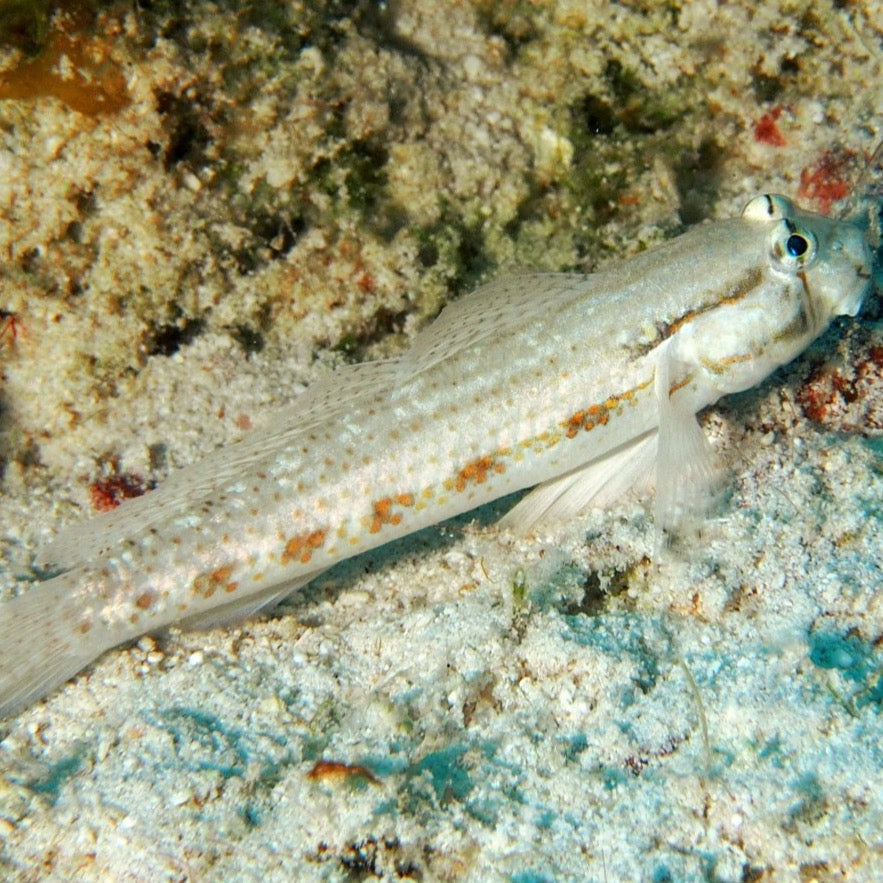 Goldspot Goby
