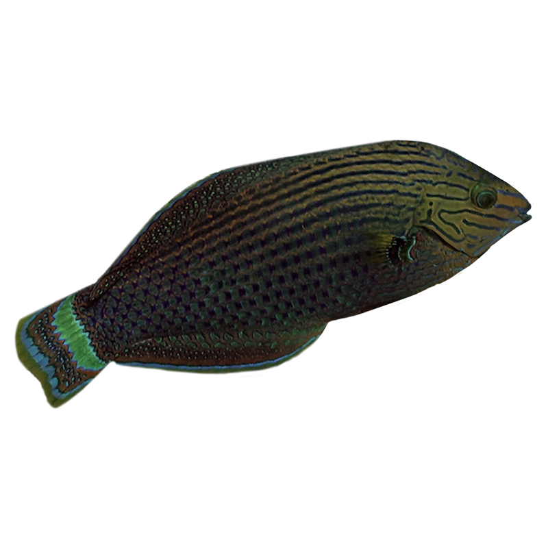 Dusky Margined Wrasse