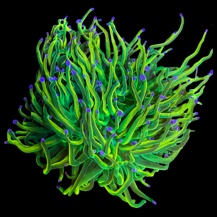 Holy Grail Torch T21