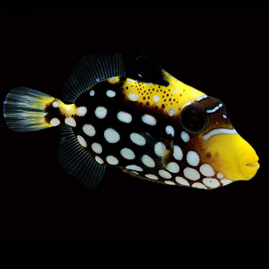 Clown Triggerfish Juvenile