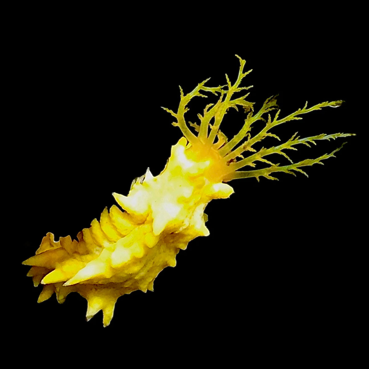 Bright Yellow Filter Feeding Cucumber (Nano Size)