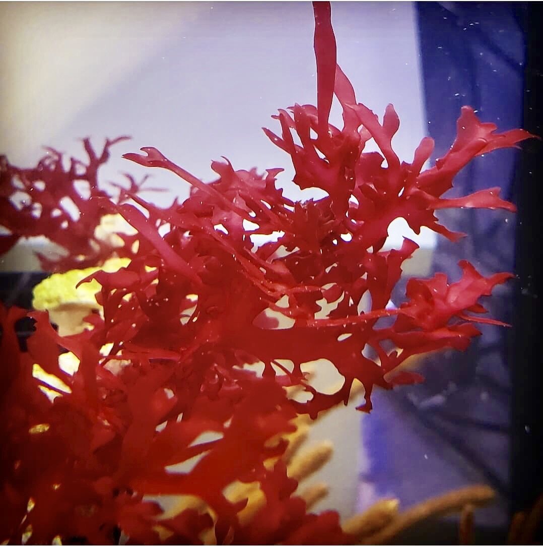 Dragon's Breath Macro Algae