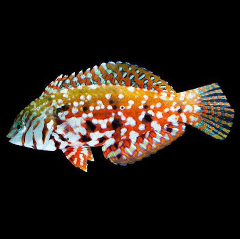 Female Jewelled Leopard Wrasse