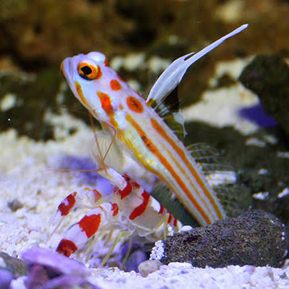 Yasha Goby Candy Cane Pistol Pair