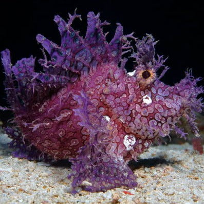 Purple Rhinopias Frondosa