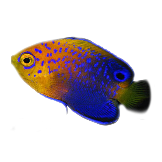 Captive Bred Juvenile Japanese Pygmy Angelfish