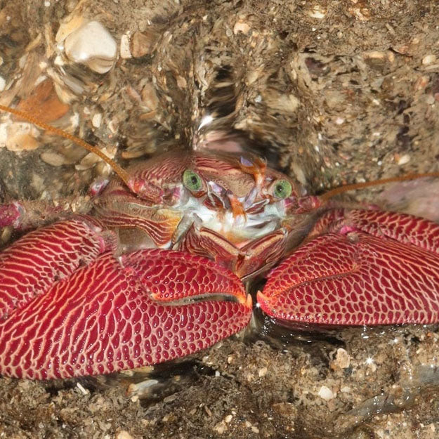 Porcelain Crab