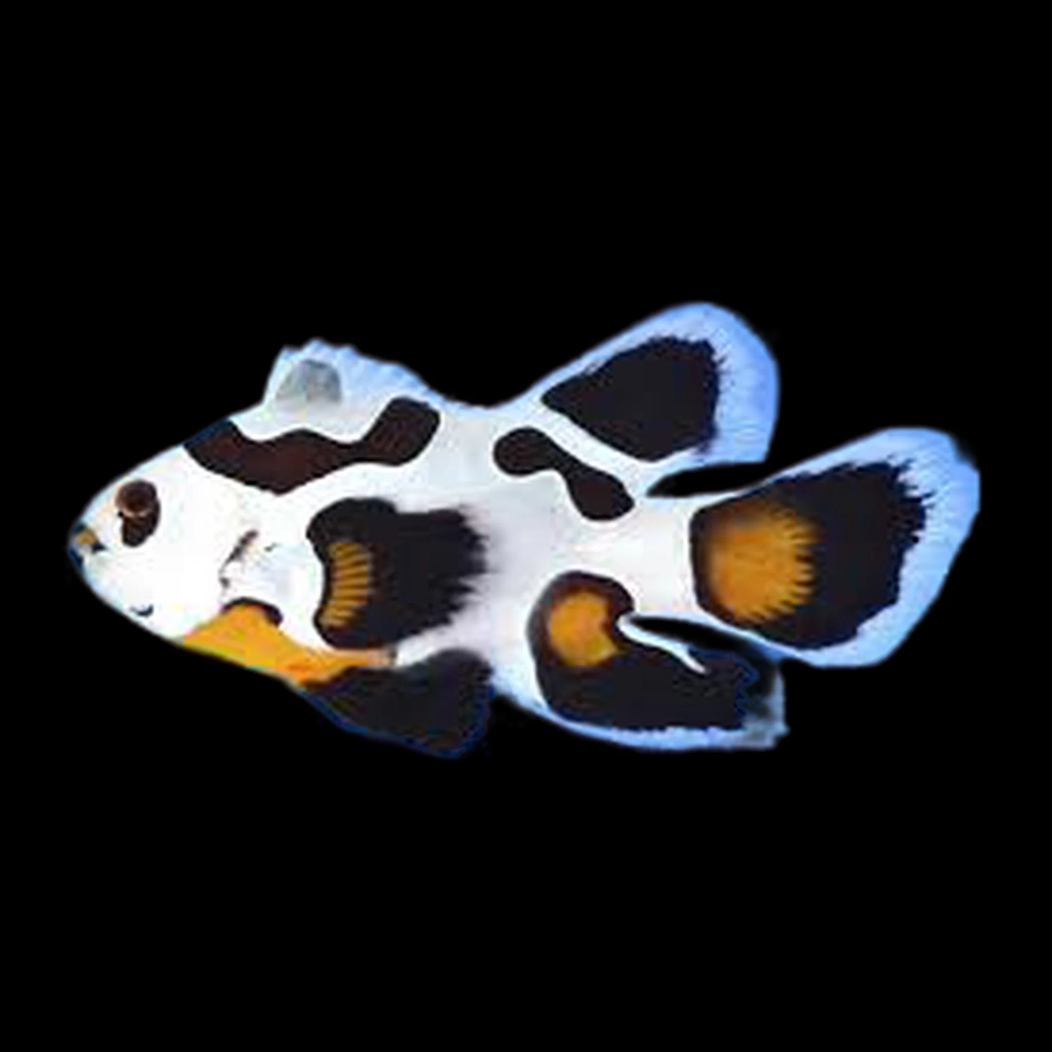 LongFin Mocha Storm Clownfish